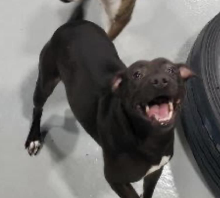 Cleo, a Adoptable Black Labrador Retriever in Roswell, GA image 1/4