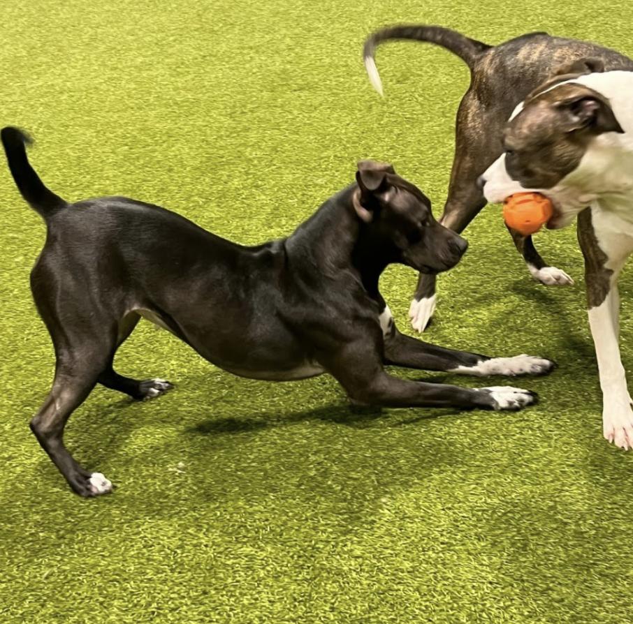Cleo, a Adoptable Black Labrador Retriever in Roswell, GA image 2/4