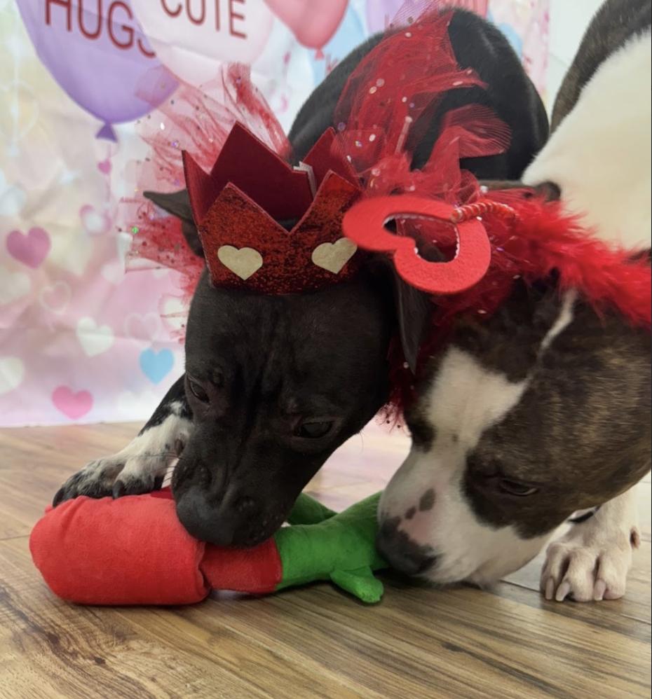 Cleo, a Adoptable Black Labrador Retriever in Roswell, GA image 4/4