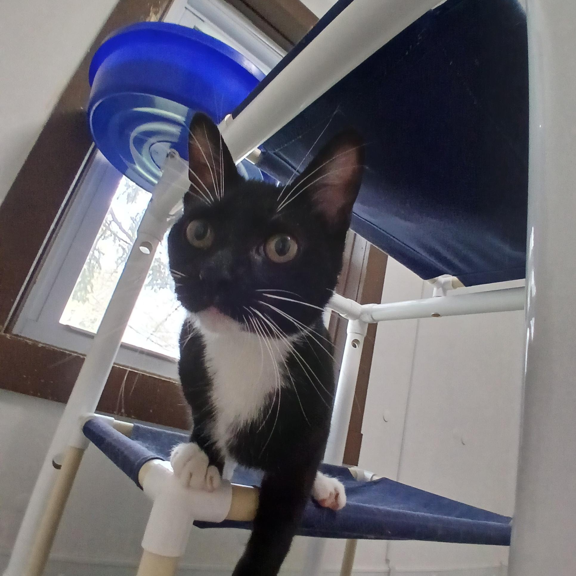 Paula, ADOPTABLE, Kitten Female American Shorthair.