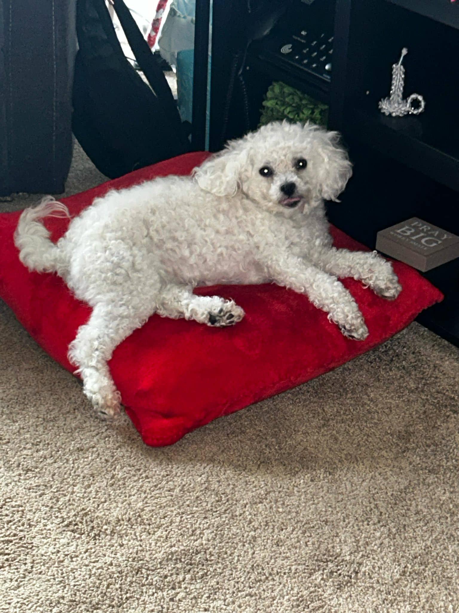 Luna, a Adopted mixed breed in San Diego, CA image 2/4