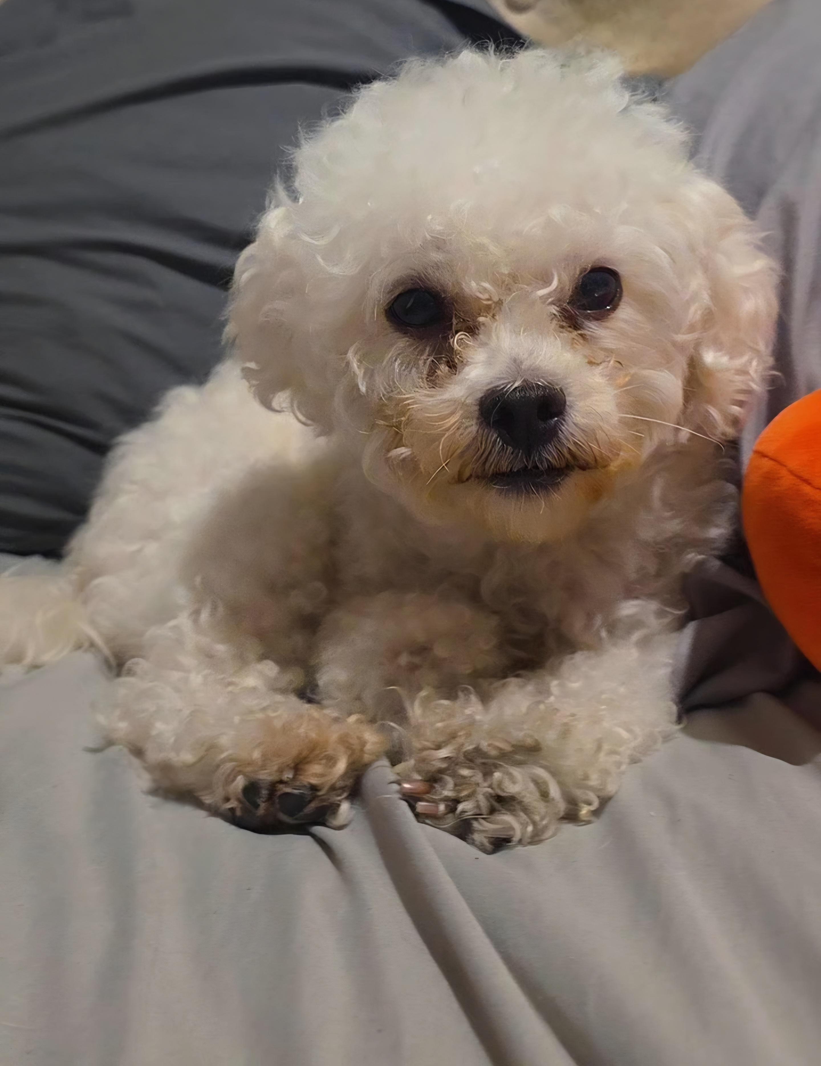 Luna, a Adopted mixed breed in San Diego, CA image 1/4