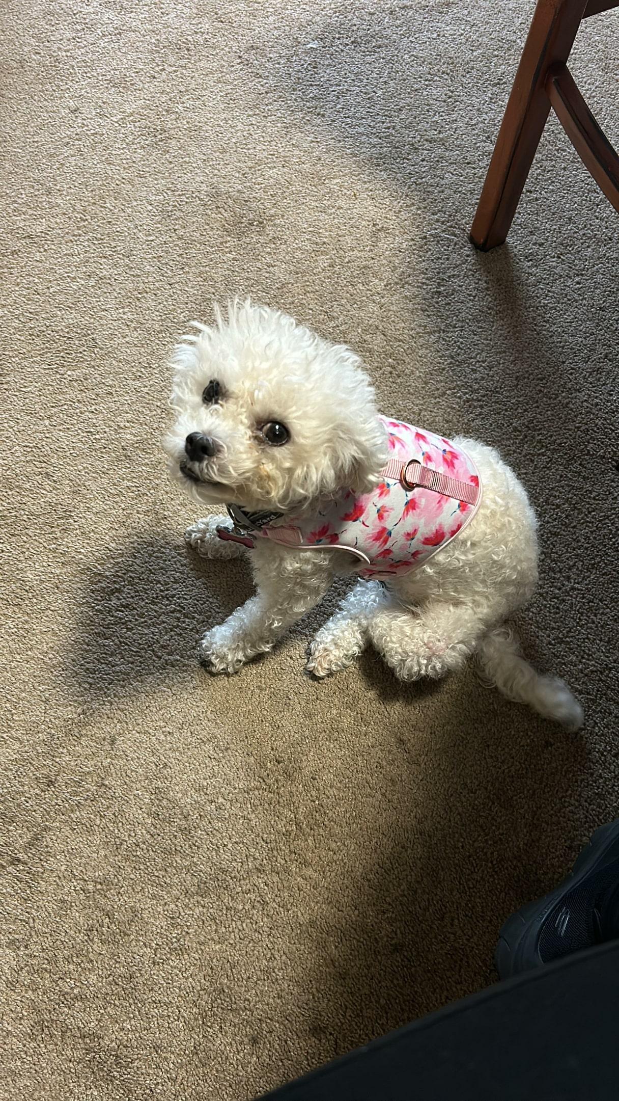 Luna, a Adopted mixed breed in San Diego, CA image 3/4