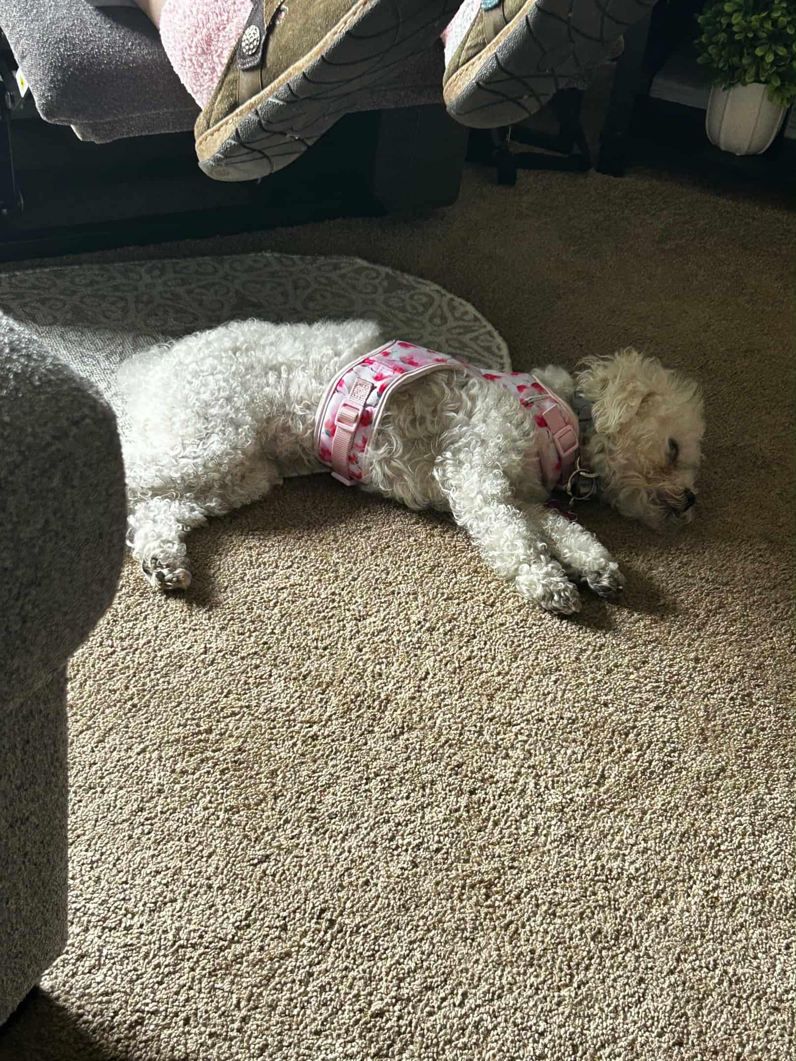 Luna, a Adopted mixed breed in San Diego, CA image 4/4