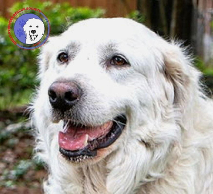Introducing Ranger a majestic fellow whos mastered the art of laid-back living Born around Februa