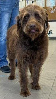 Enlarge Spinner, a Adoptable mixed breed in Evergreen, CO image 1/3