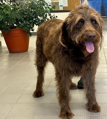 Enlarge Spinner, a Adoptable mixed breed in Evergreen, CO image 2/3