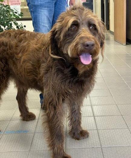 Enlarge Spinner, a Adoptable mixed breed in Evergreen, CO image 3/3