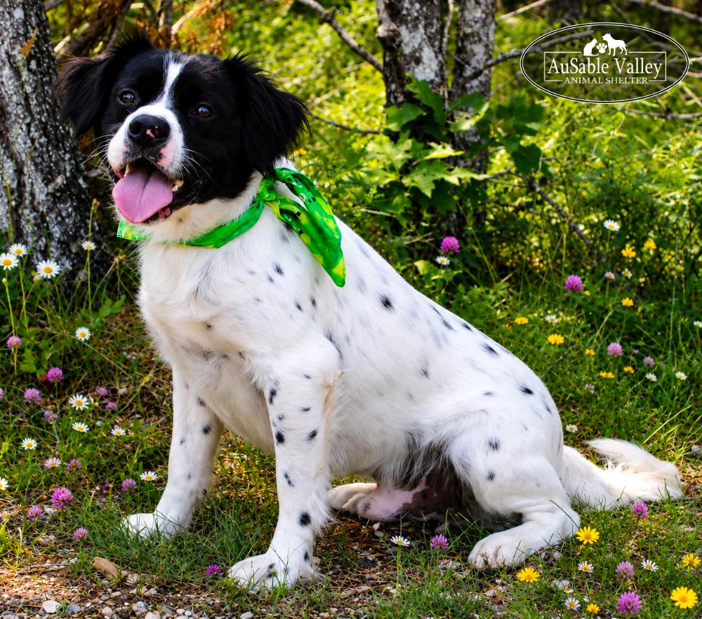 Enlarge Vlad, a ADOPTABLE mixed breed in Grayling, MI image 2/6