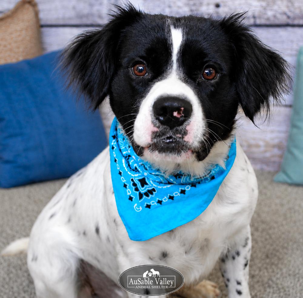 Enlarge Vlad, a ADOPTABLE mixed breed in Grayling, MI image 3/6