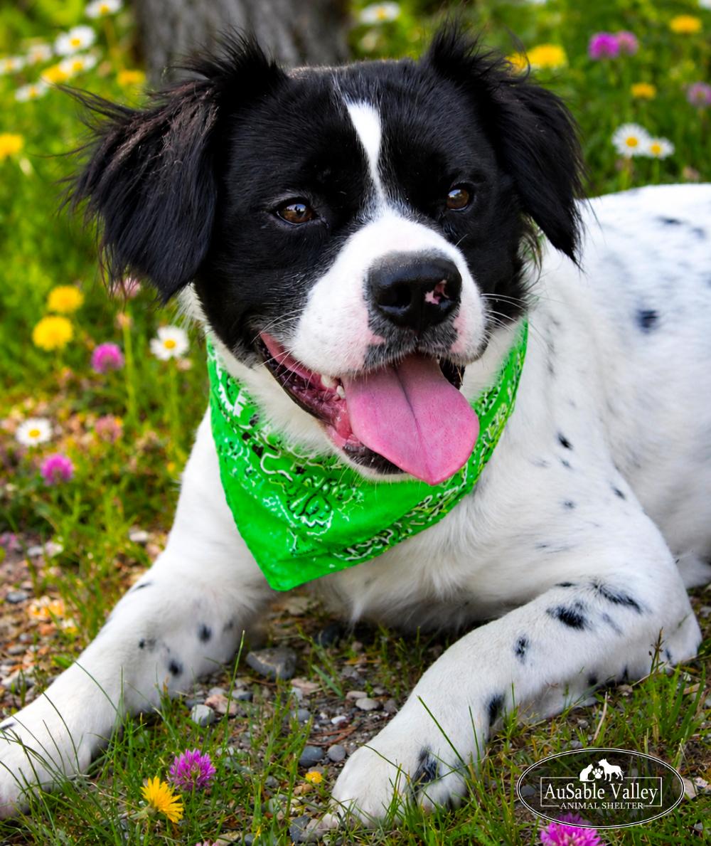 Enlarge Vlad, a ADOPTABLE mixed breed in Grayling, MI image 1/6