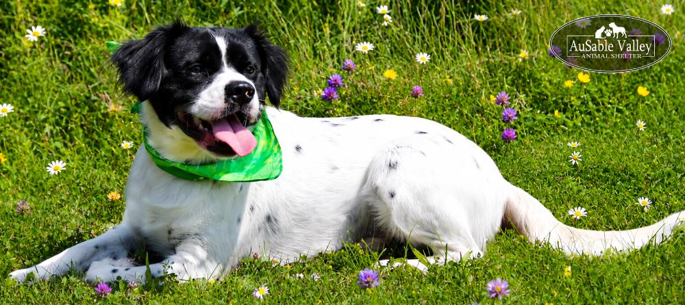 Enlarge Vlad, a ADOPTABLE mixed breed in Grayling, MI image 4/6