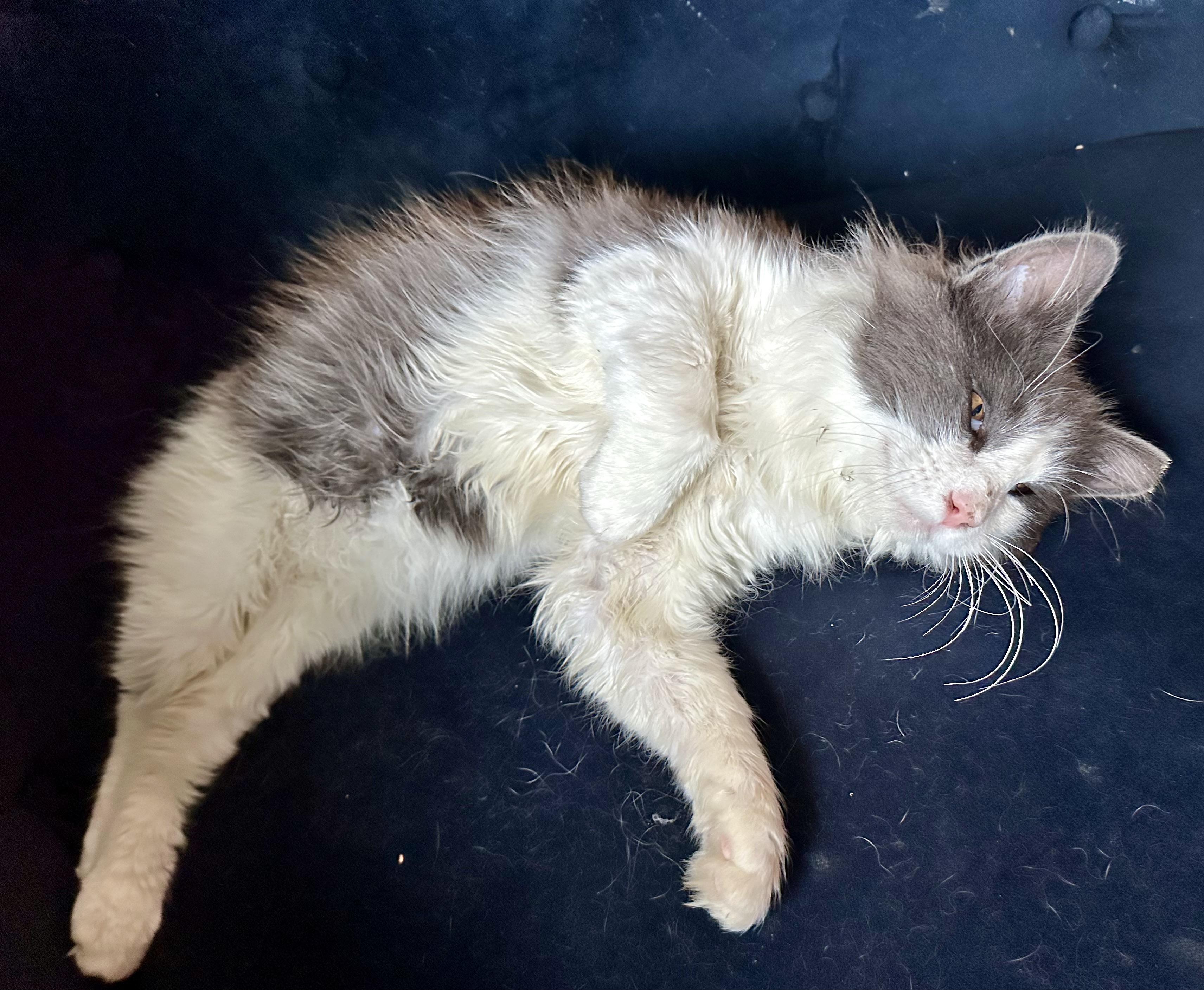 Beans, a ADOPTABLE Domestic Medium Hair in Chico, CA image 1/6