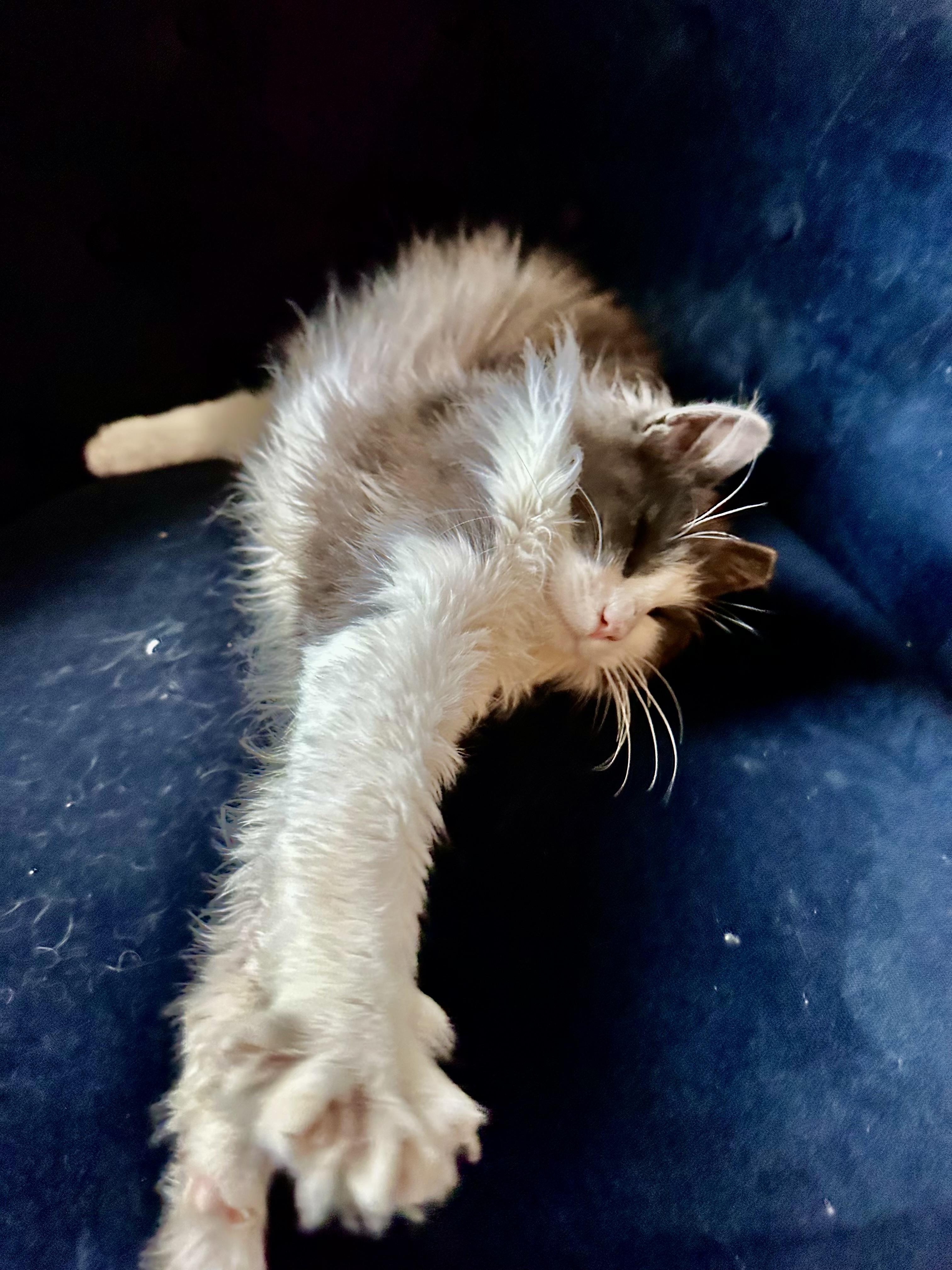 Beans, a ADOPTABLE Domestic Medium Hair in Chico, CA image 6/6