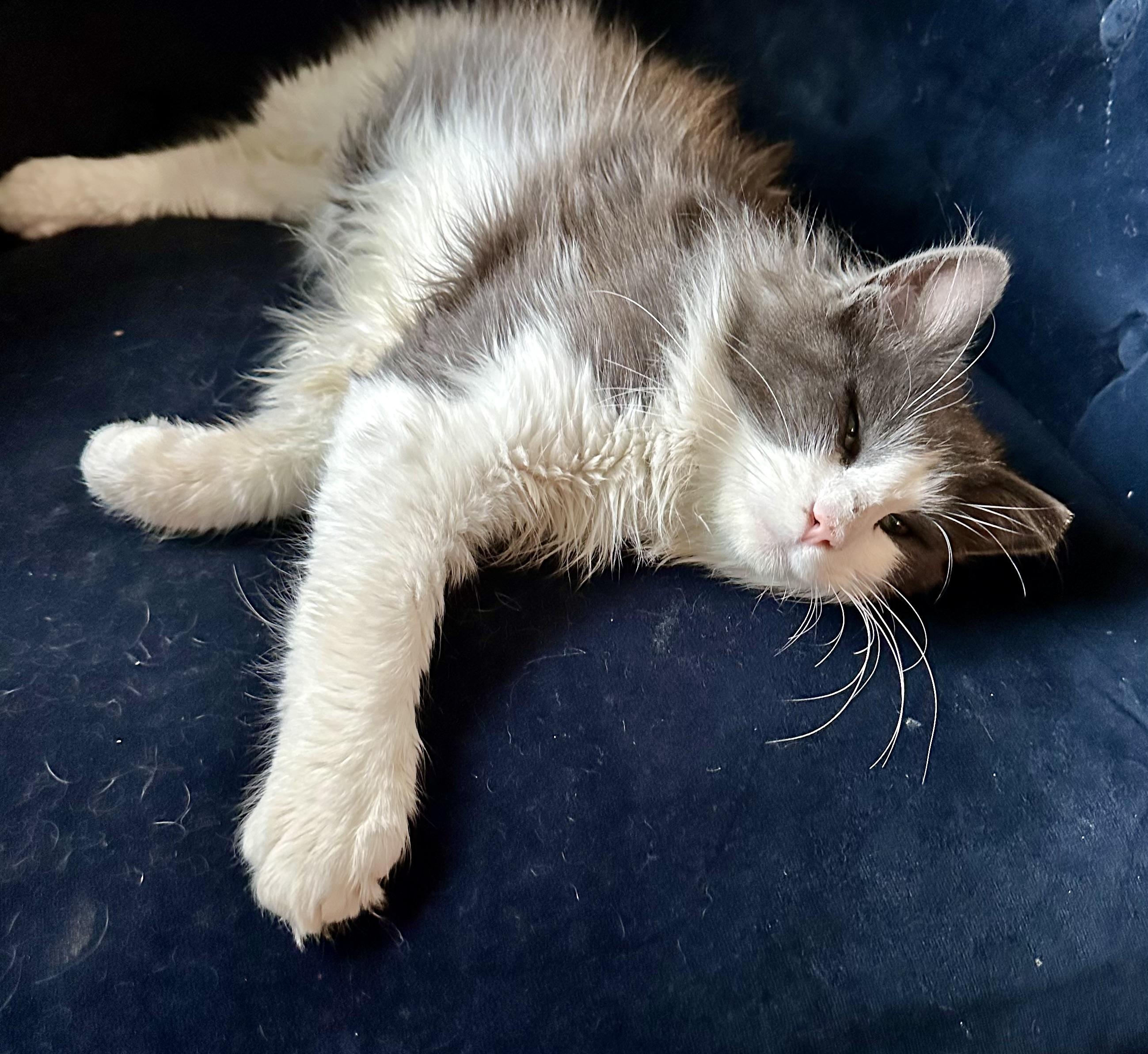 Beans, a ADOPTABLE Domestic Medium Hair in Chico, CA image 2/6