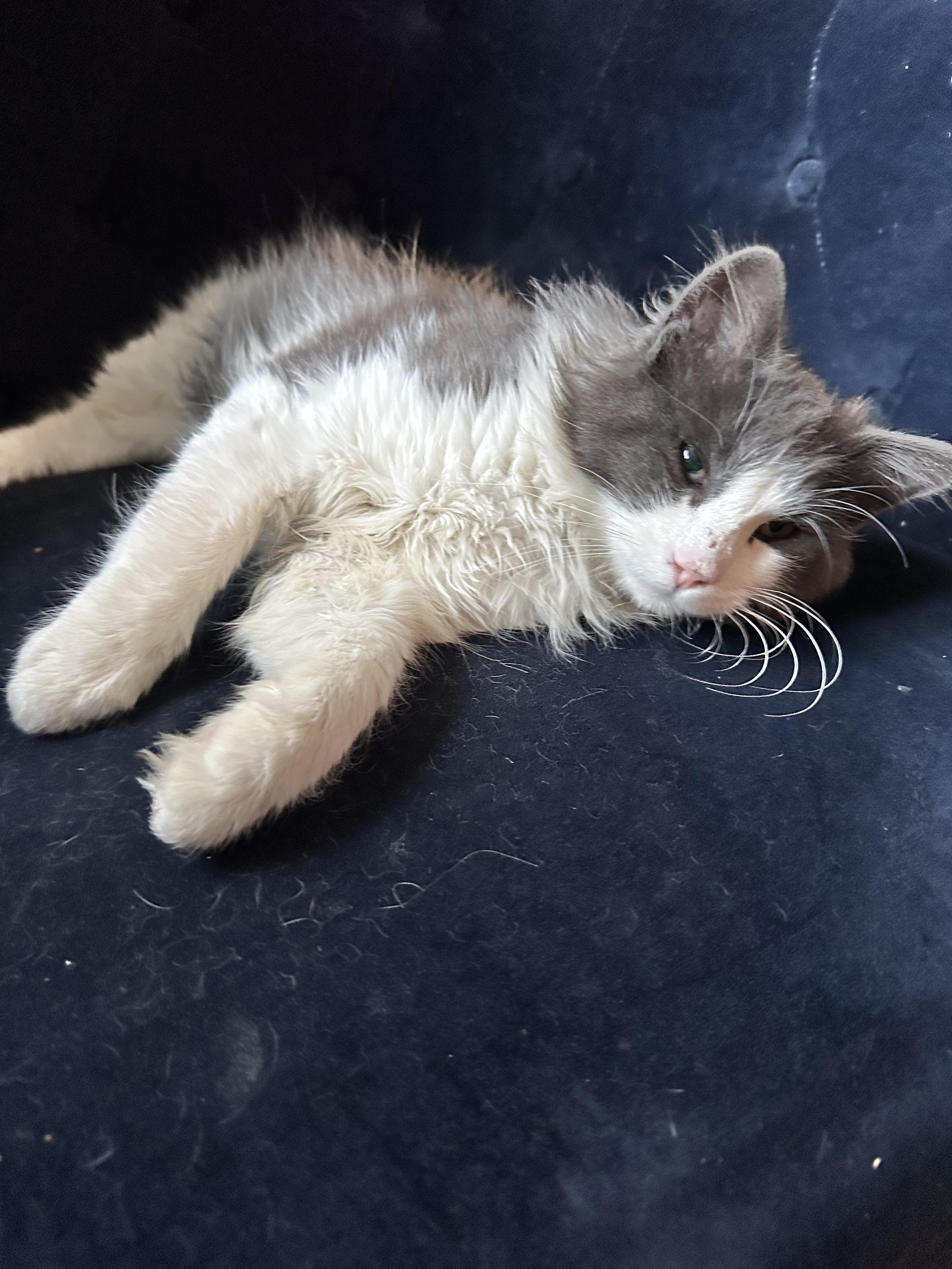 Beans, a ADOPTABLE Domestic Medium Hair in Chico, CA image 4/6