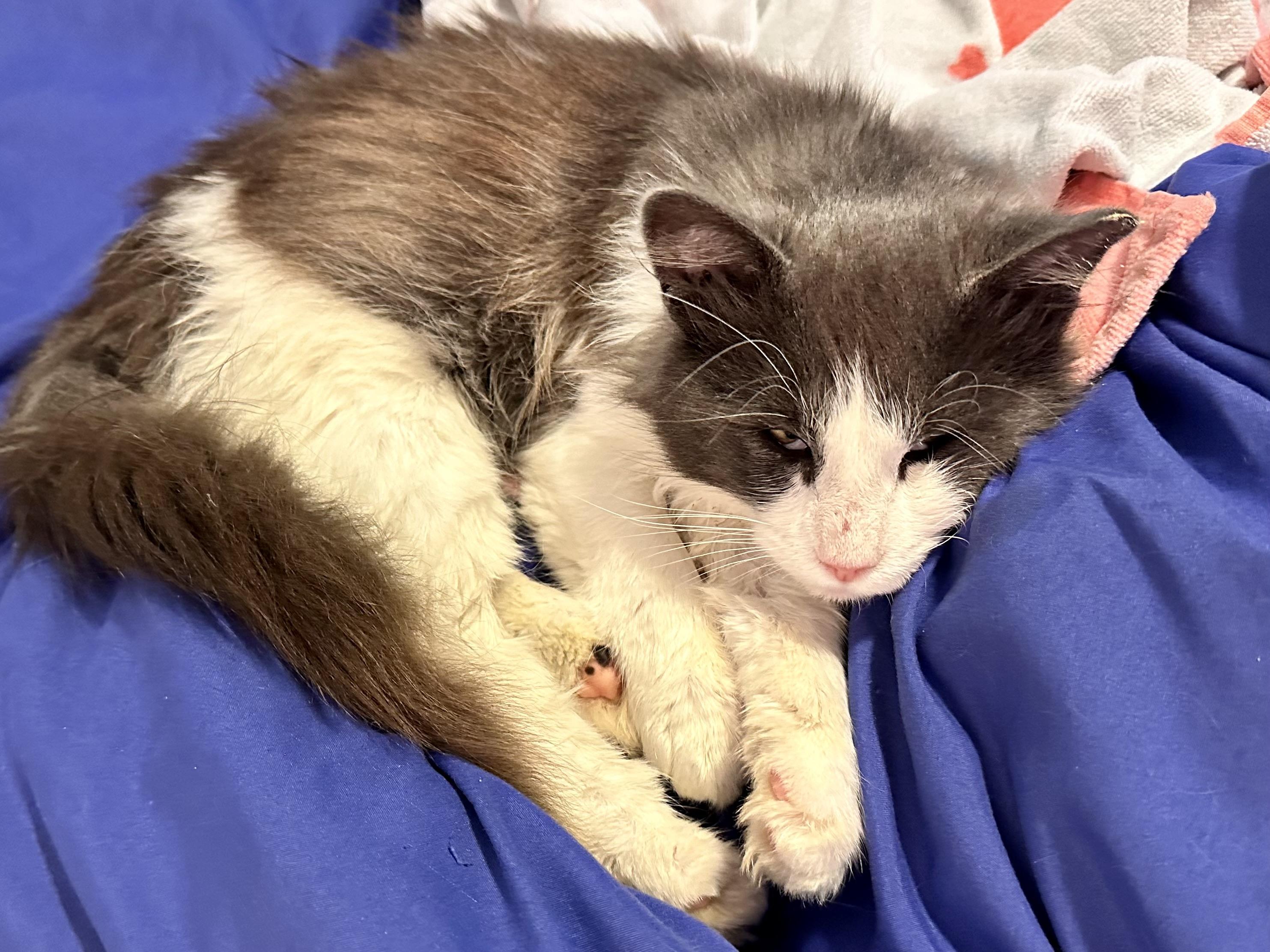 Beans, a ADOPTABLE Domestic Medium Hair in Chico, CA image 3/6