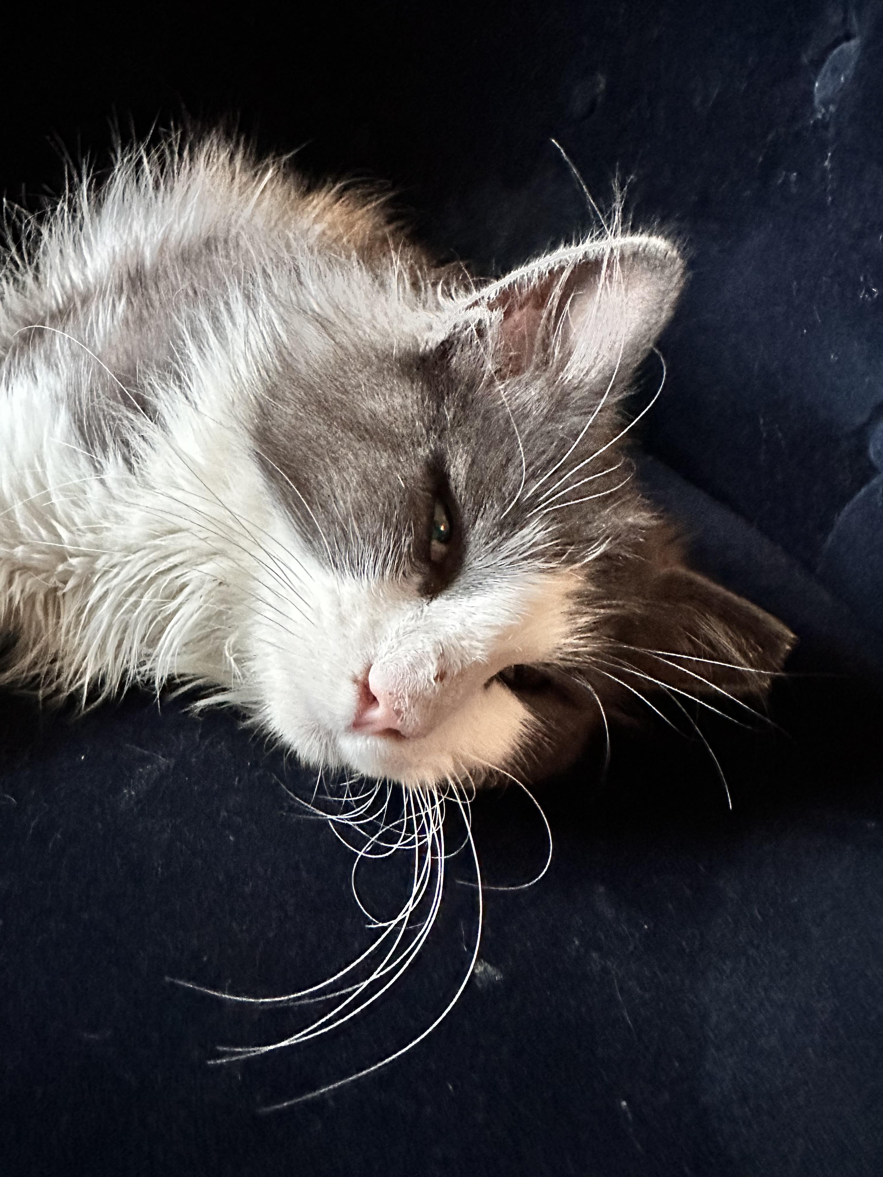 Beans, a ADOPTABLE Domestic Medium Hair in Chico, CA image 5/6