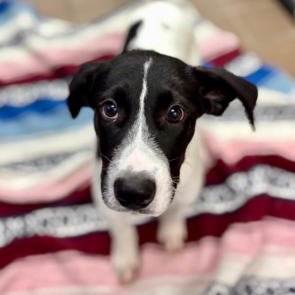 Enlarge Tiana, a Adoptable mixed breed in Westhampton, NY image 2/5