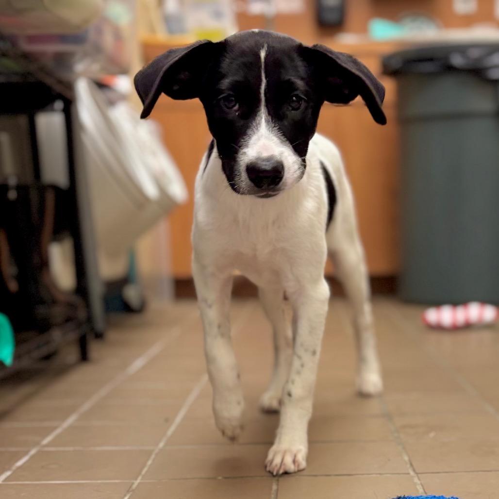 Enlarge Tiana, a Adoptable mixed breed in Westhampton, NY image 3/5
