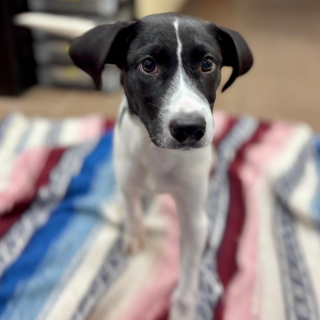 Enlarge Tiana, a Adoptable mixed breed in Westhampton, NY image 4/5