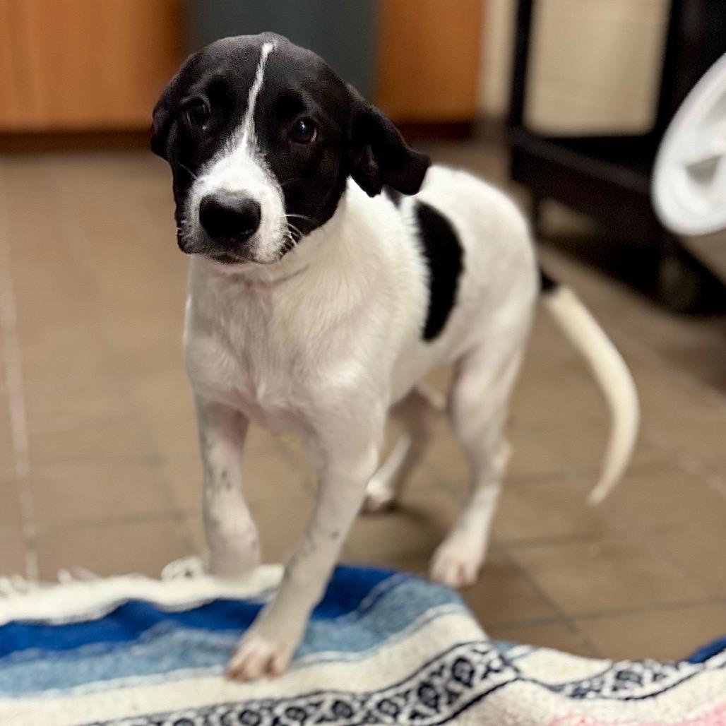 Enlarge Tiana, a Adoptable mixed breed in Westhampton, NY image 5/5