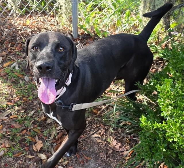 SKIPPY, Adoptable, Adult Male Labrador Retriever.