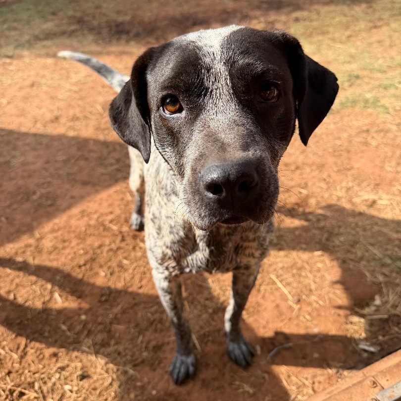 Margo, ADOPTABLE, Adult Female Pointer & Australian Cattle Dog / Blue Heeler.