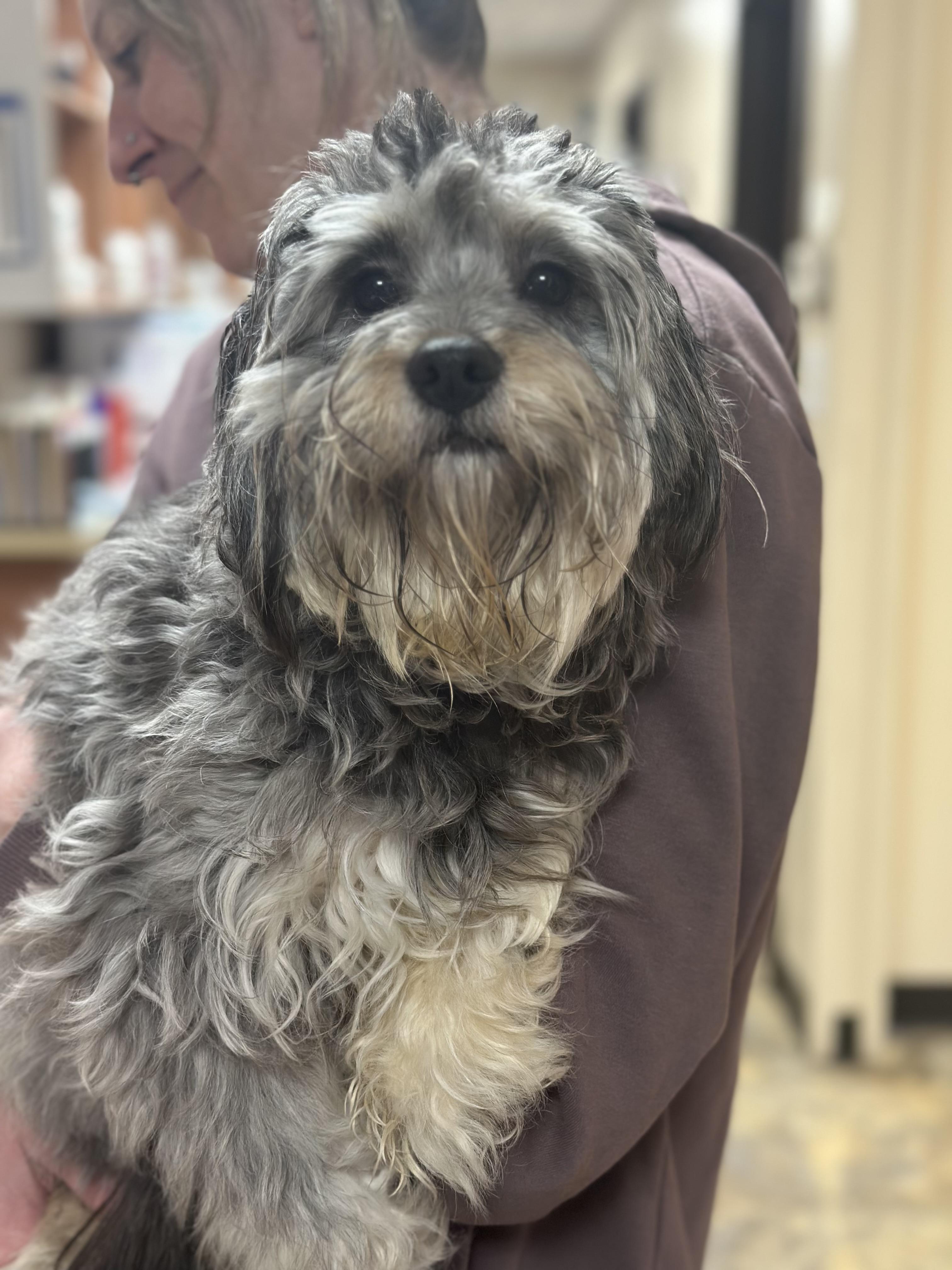 Maple, Adopted, Young Female Miniature Poodle & Miniature Schnauzer.