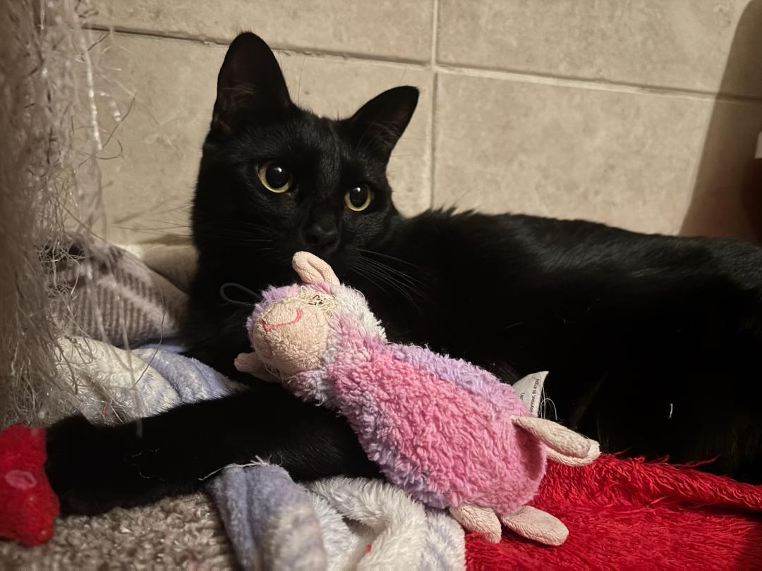 HANDSOME SAMPSON, ADOPTABLE, Young Male Domestic Short Hair.