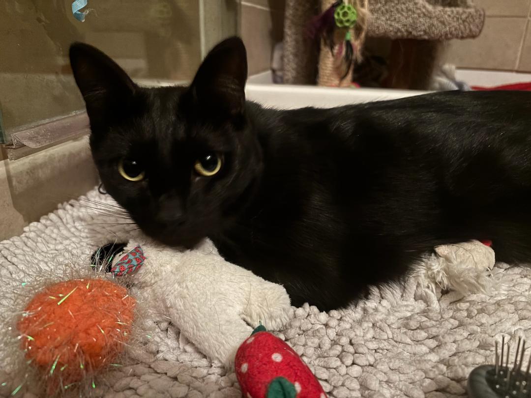 Enlarge HANDSOME SAMPSON, a ADOPTABLE Domestic Short Hair in Escalon, CA image 3/6
