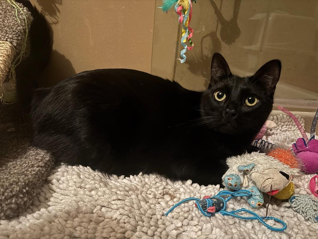 Enlarge HANDSOME SAMPSON, a ADOPTABLE Domestic Short Hair in Escalon, CA image 5/6