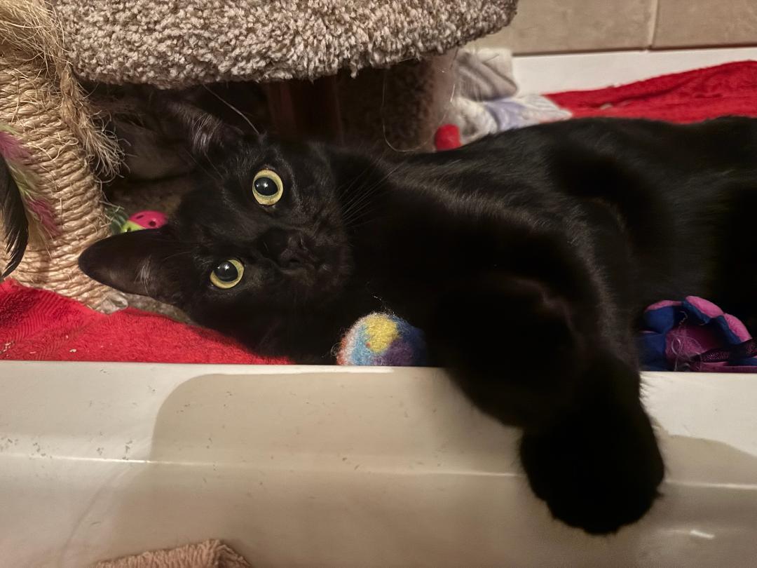 Enlarge HANDSOME SAMPSON, a ADOPTABLE Domestic Short Hair in Escalon, CA image 6/6