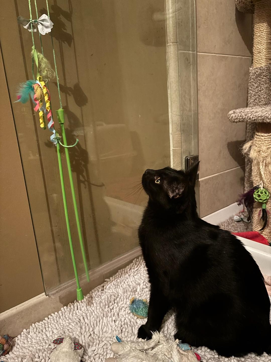 Enlarge HANDSOME SAMPSON, a ADOPTABLE Domestic Short Hair in Escalon, CA image 2/6