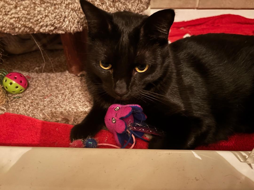 Enlarge HANDSOME SAMPSON, a ADOPTABLE Domestic Short Hair in Escalon, CA image 4/6