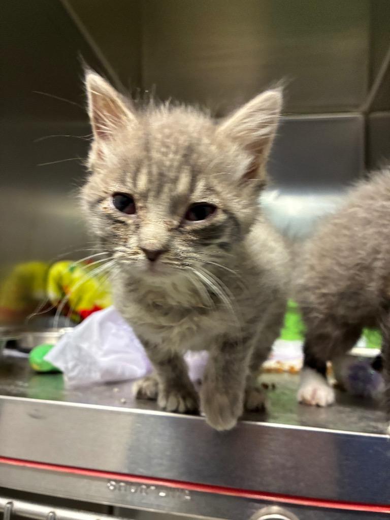 Sunshine, Adoptable, Kitten Female Domestic Short Hair.