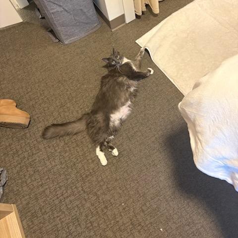 Lucas Sinclair, Adoptable, Adult Male Domestic Long Hair.