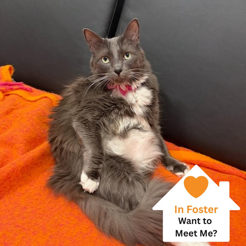 Enlarge Lucas Sinclair, a Adoptable Domestic Long Hair in Salt Lake City, UT image 2/5