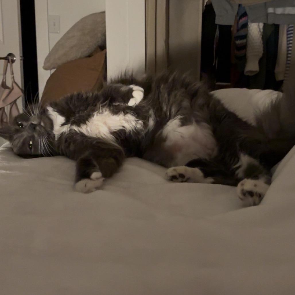 Enlarge Lucas Sinclair, a Adoptable Domestic Long Hair in Salt Lake City, UT image 3/5