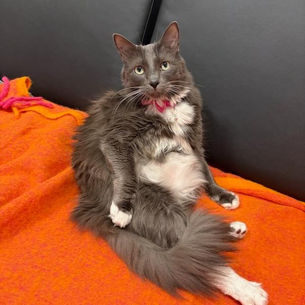 Enlarge Lucas Sinclair, a Adoptable Domestic Long Hair in Salt Lake City, UT image 4/5