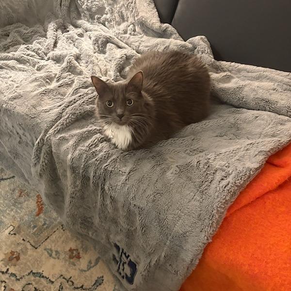 Enlarge Lucas Sinclair, a Adoptable Domestic Long Hair in Salt Lake City, UT image 5/5