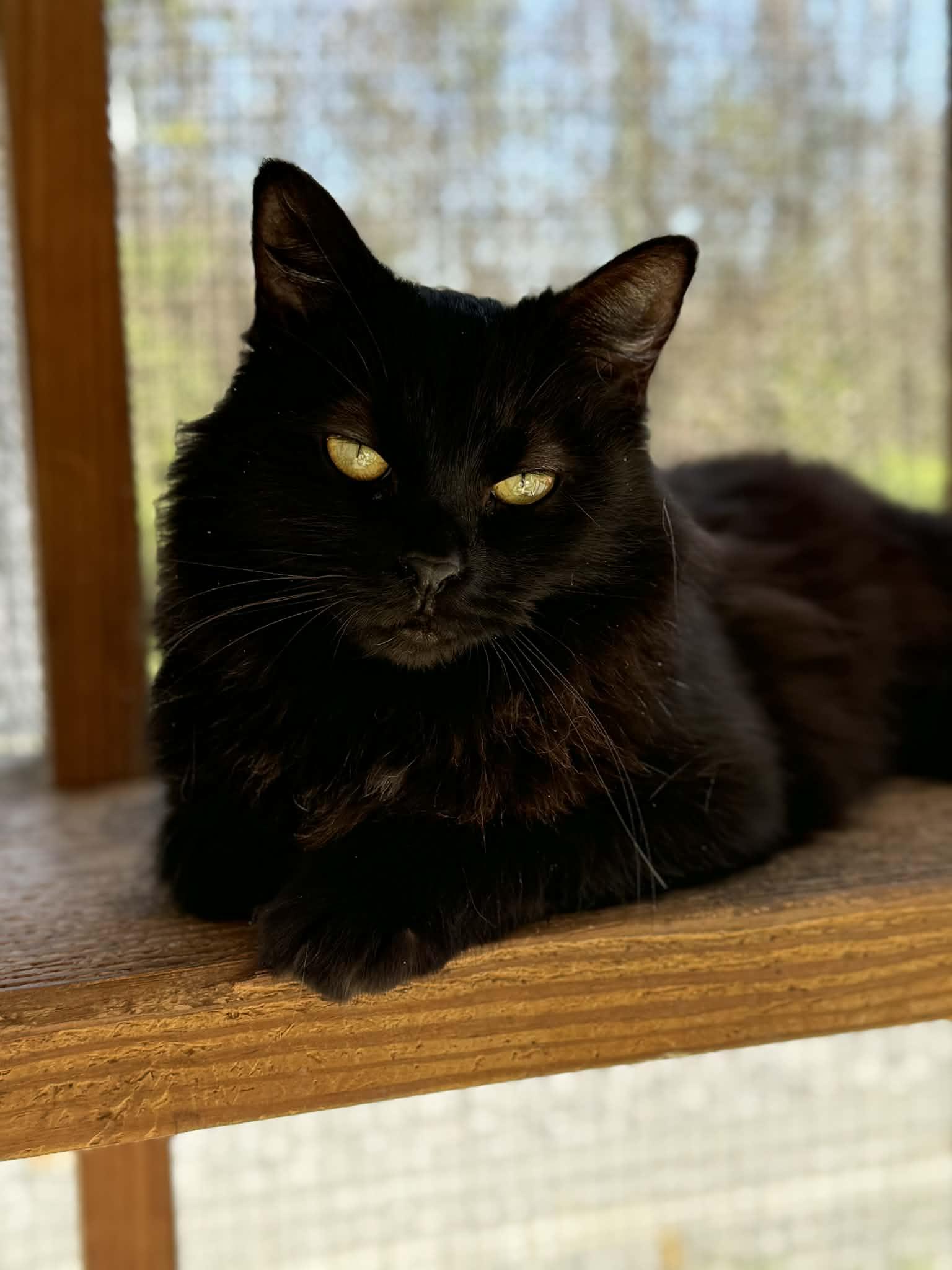 Floofy, Adoptable, Young Female Domestic Long Hair.