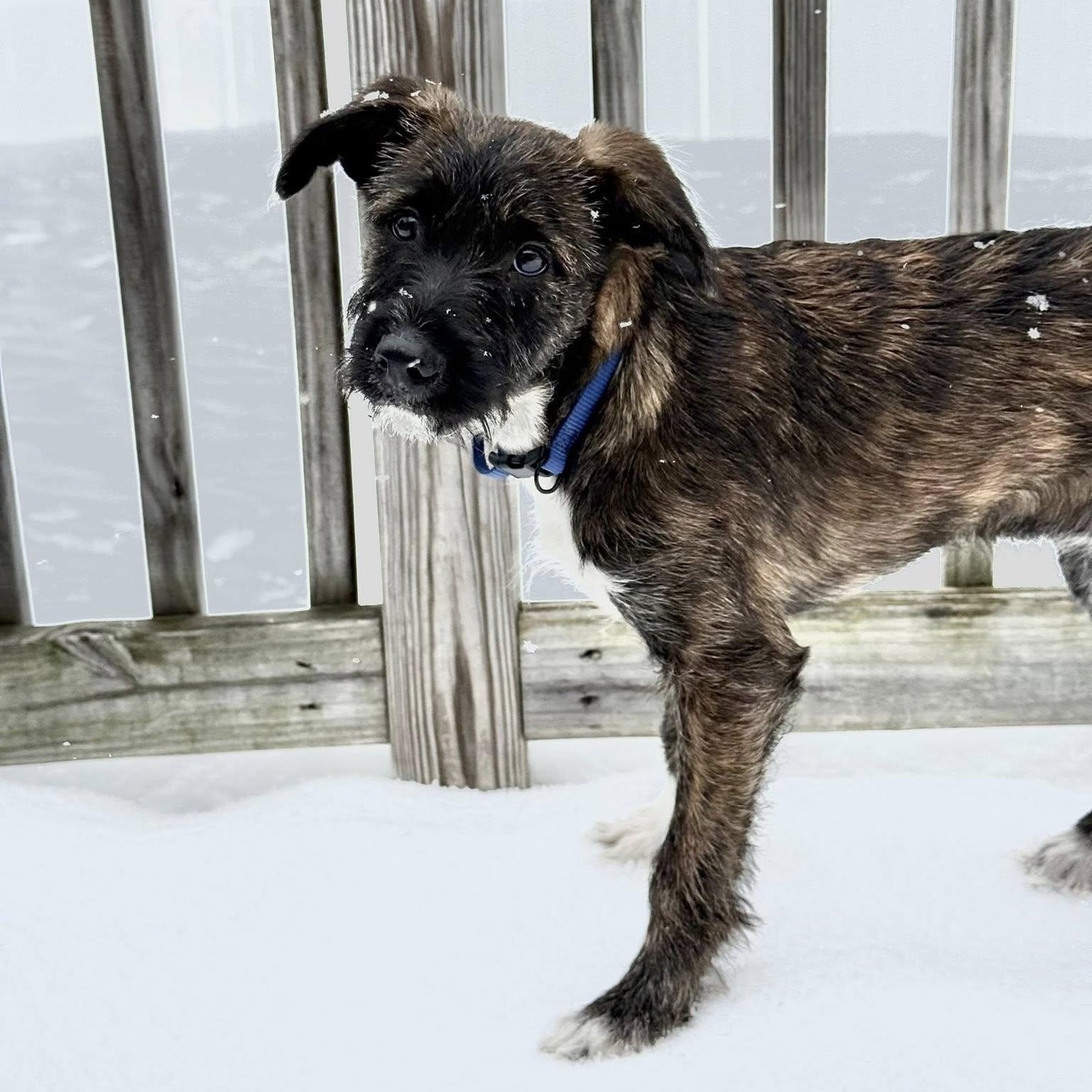 Cosmo, an adopted mixed breed in Albany, NY image 2/2