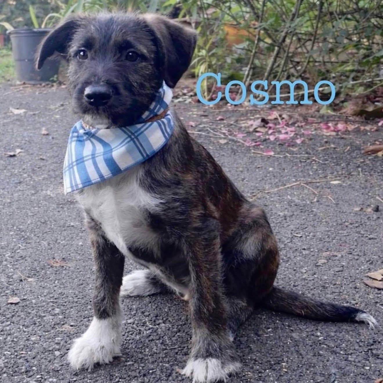 Cosmo, an adopted mixed breed in Albany, NY image 1/2