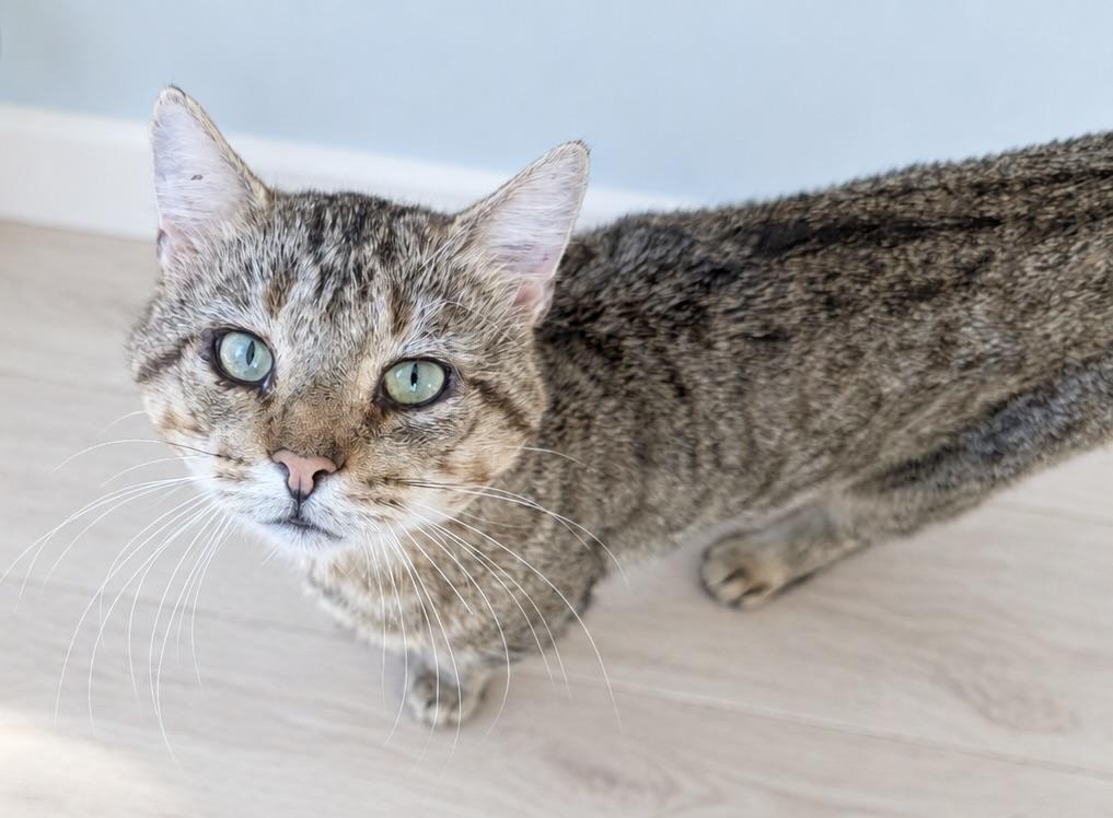 Enlarge Button (needs a quiet home with lots of love), a Adopted mixed breed in Moosup, CT image 2/5