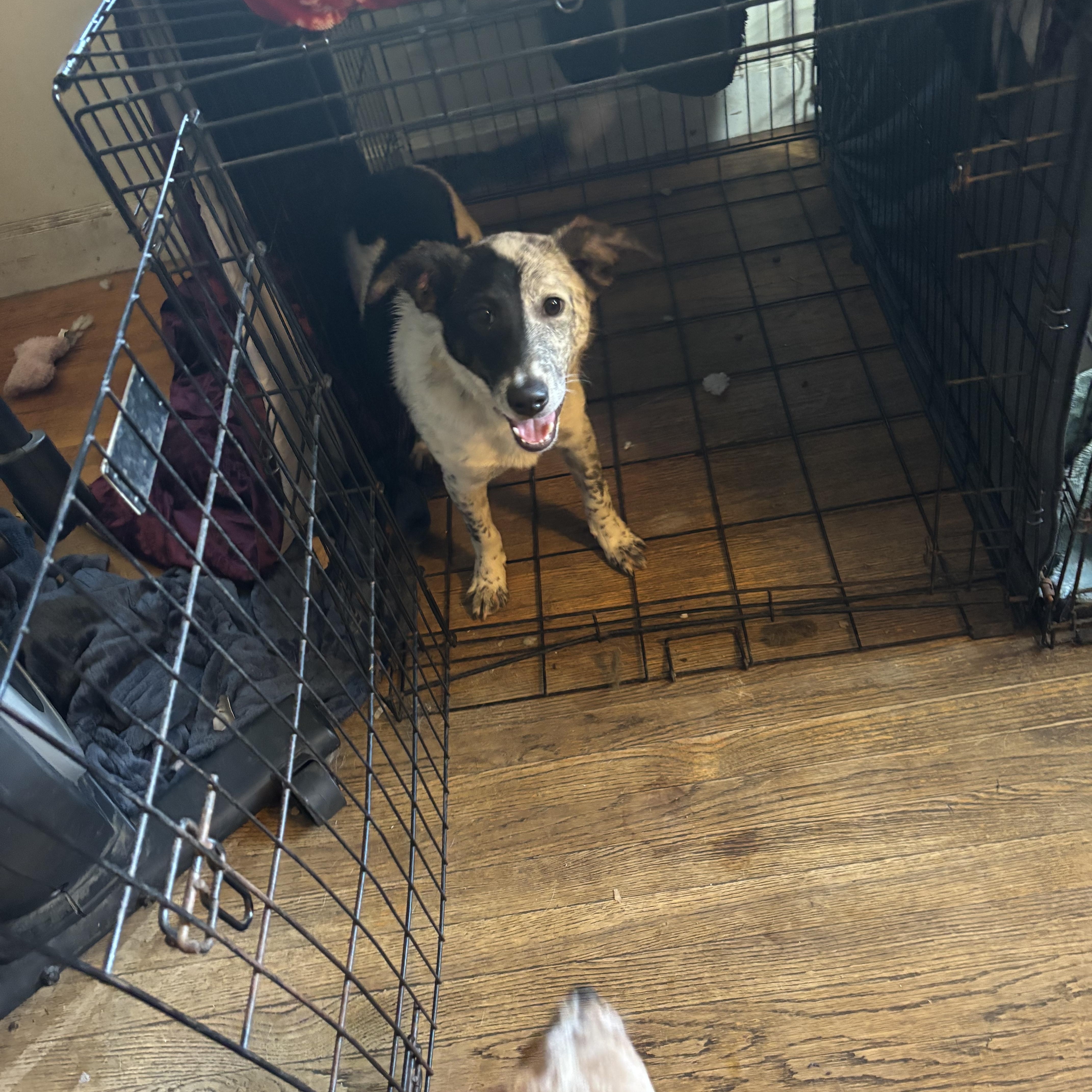 Ross, a Adoptable mixed breed in Riverside, RI image 1/3