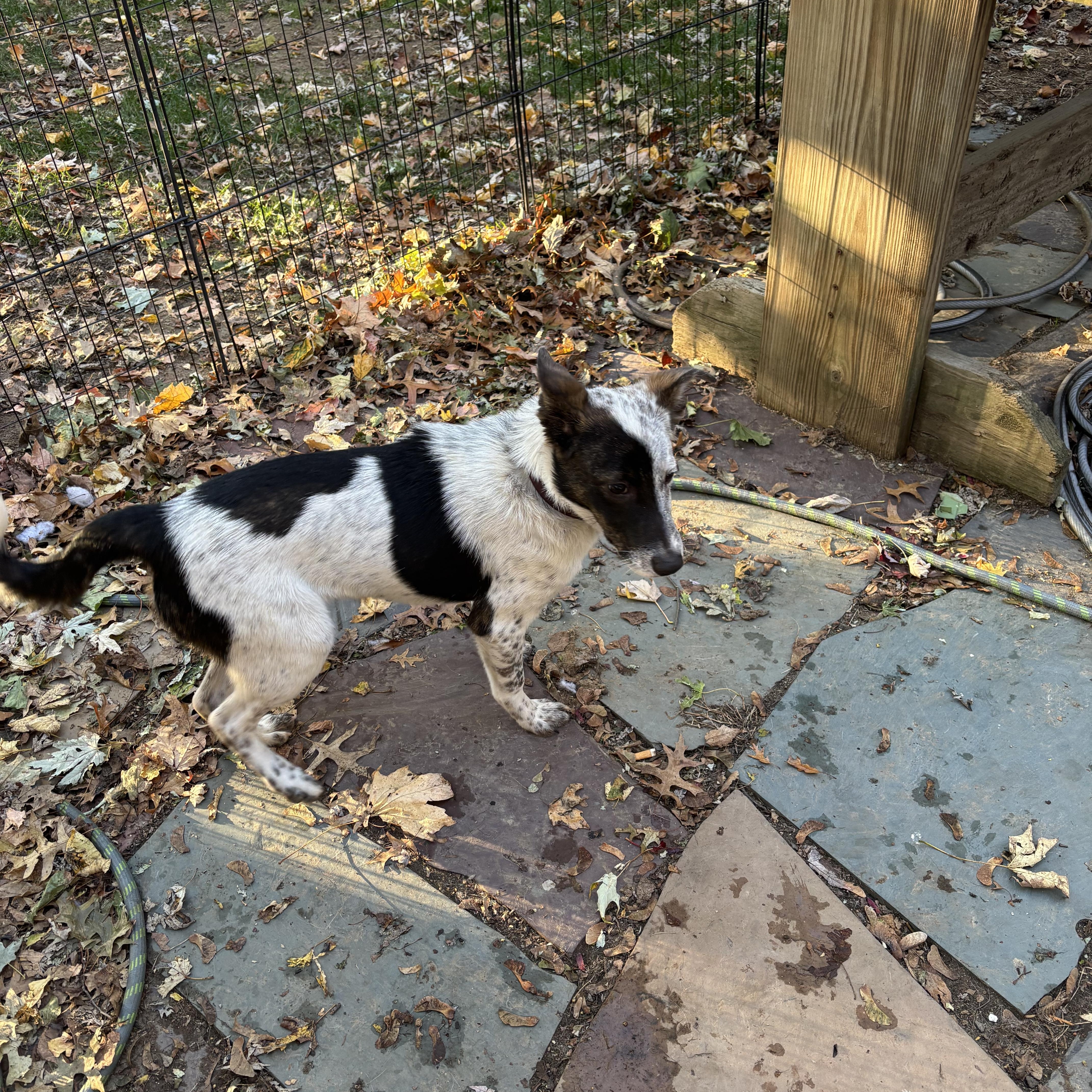 Ross, a Adoptable mixed breed in Riverside, RI image 2/3