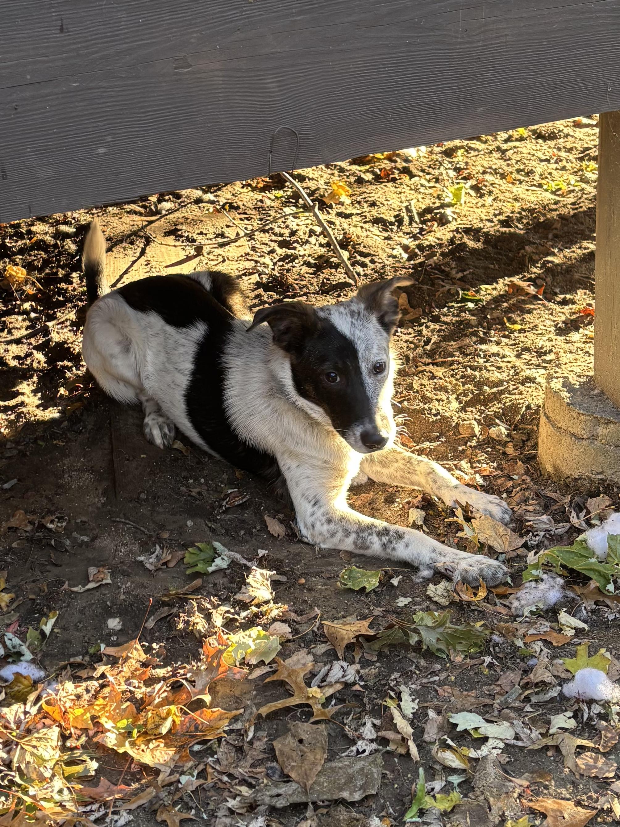 Ross, a Adoptable mixed breed in Riverside, RI image 3/3