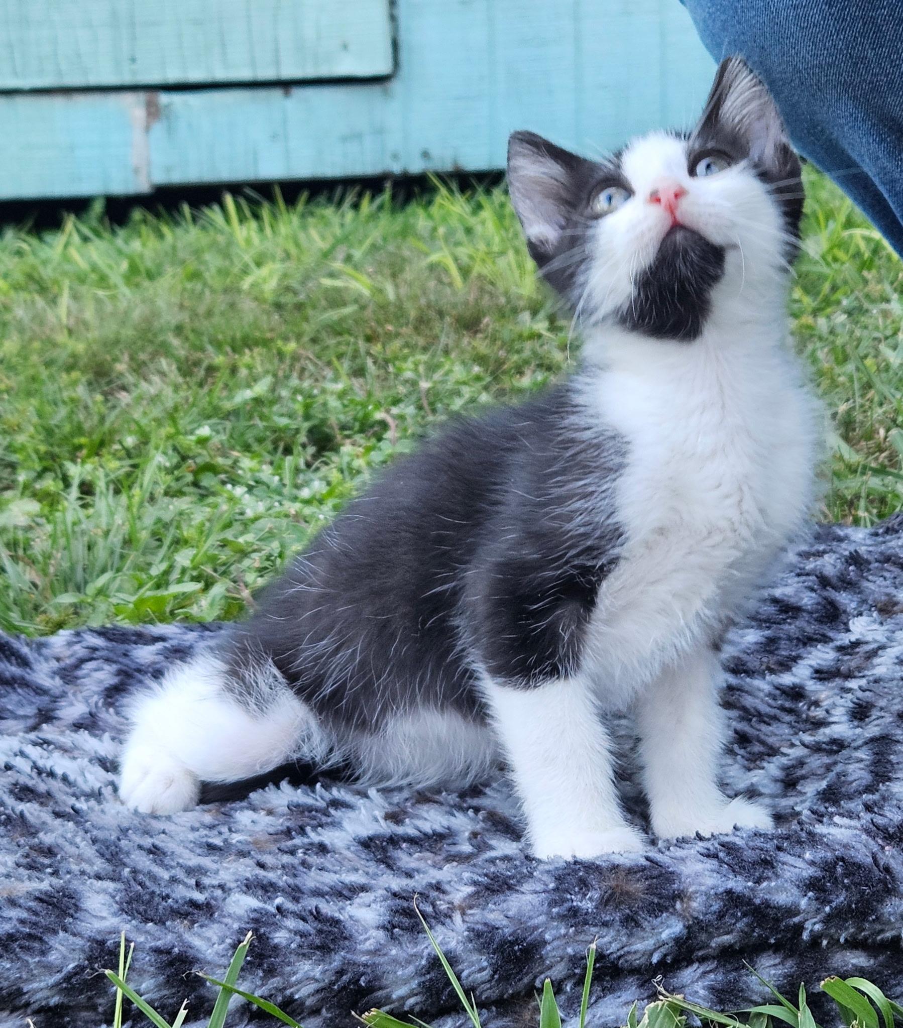 Enlarge Felix, a Adoptable Domestic Short Hair in Brooksville, FL image 1/2