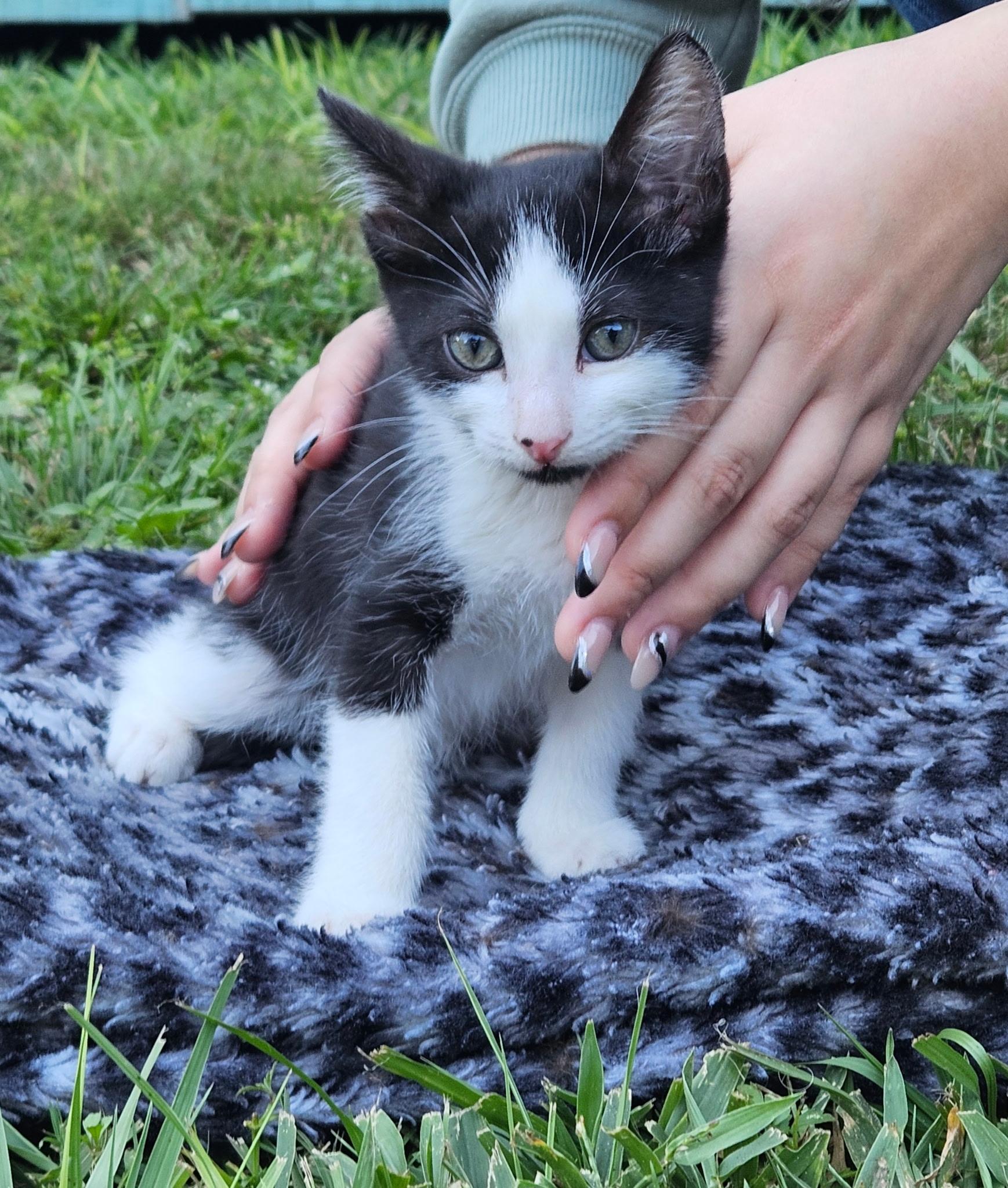 Enlarge Felix, a Adoptable Domestic Short Hair in Brooksville, FL image 2/2
